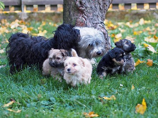 Welpen aus dem C-Wurf